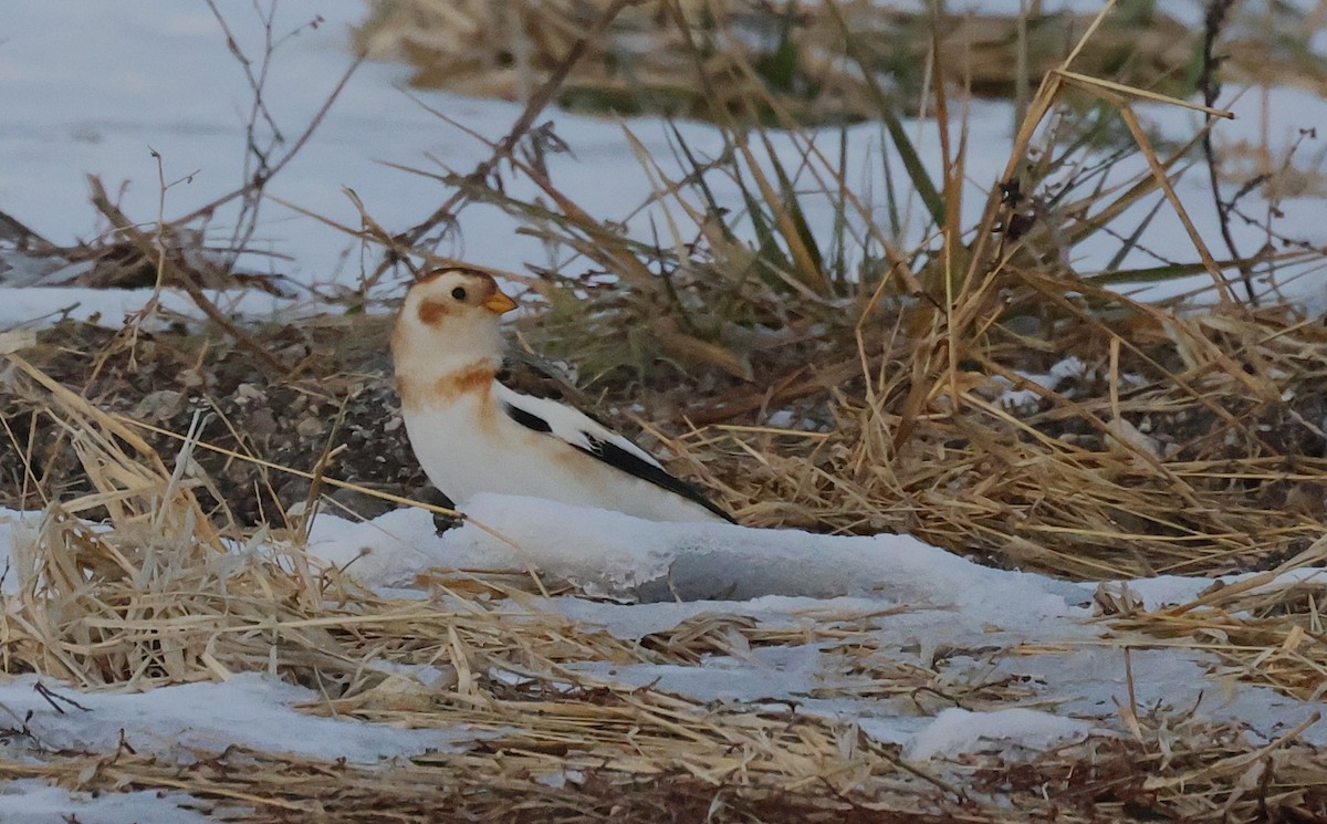 Цасч хөмрөг - ML646816616