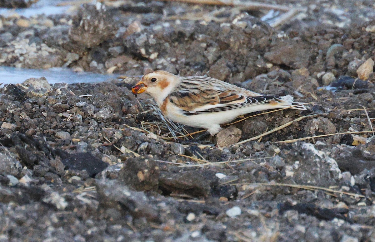 Цасч хөмрөг - ML646816617