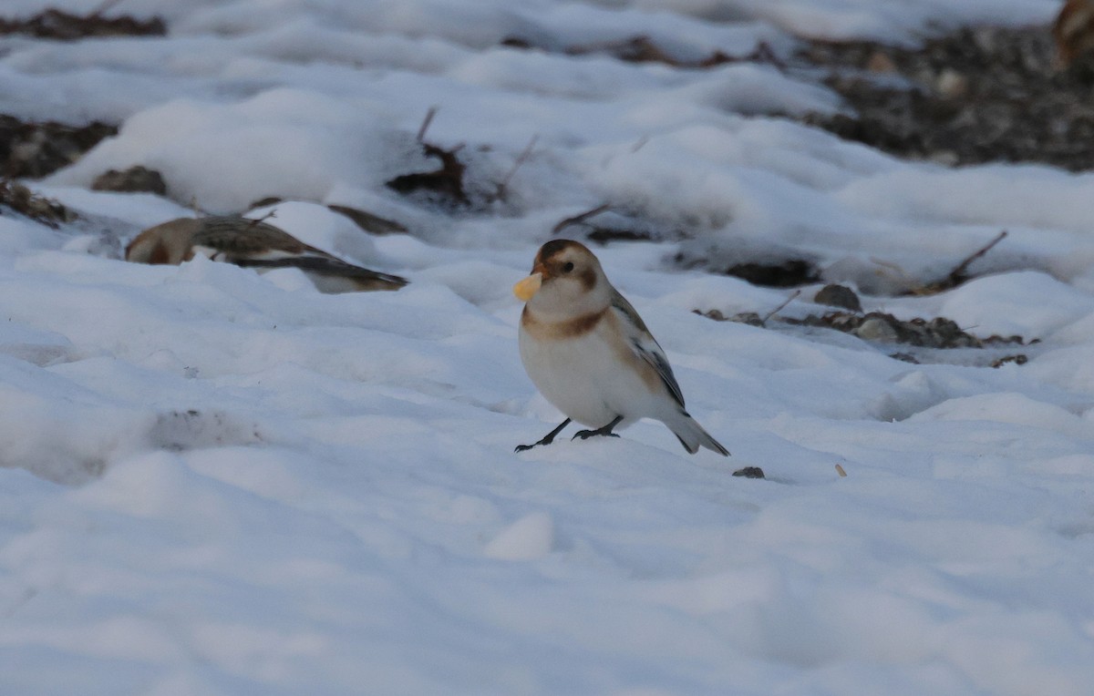 Цасч хөмрөг - ML646816618