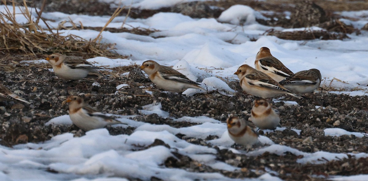 Цасч хөмрөг - ML646816619