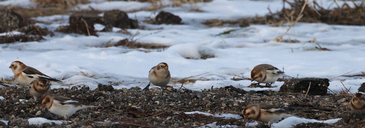 Цасч хөмрөг - ML646816620