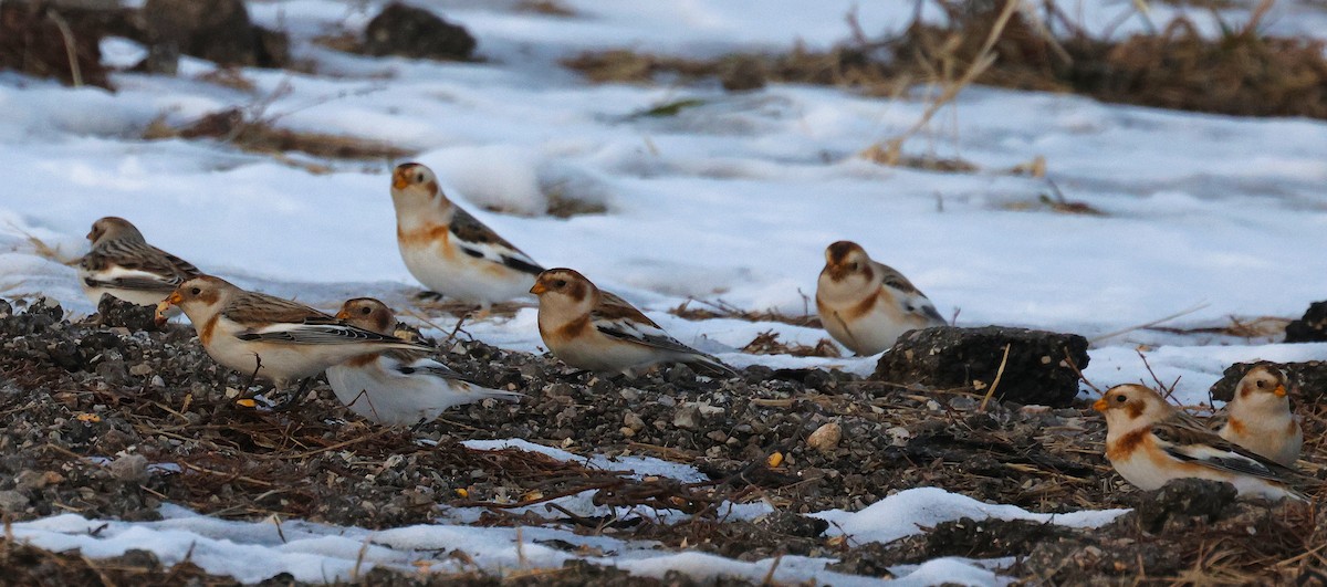 Цасч хөмрөг - ML646816621