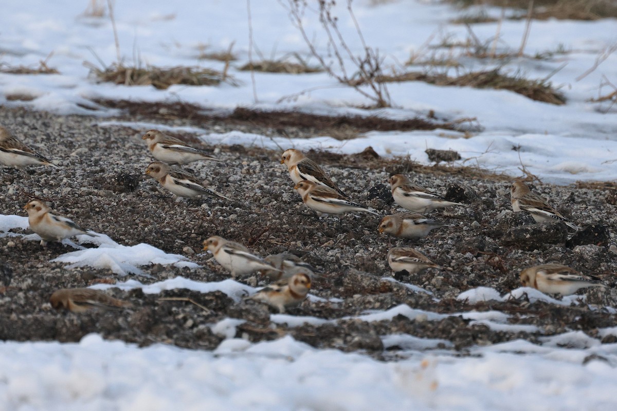 Цасч хөмрөг - ML646816623