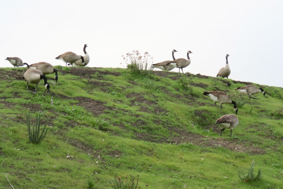 ברנטה קנדית - ML646816625