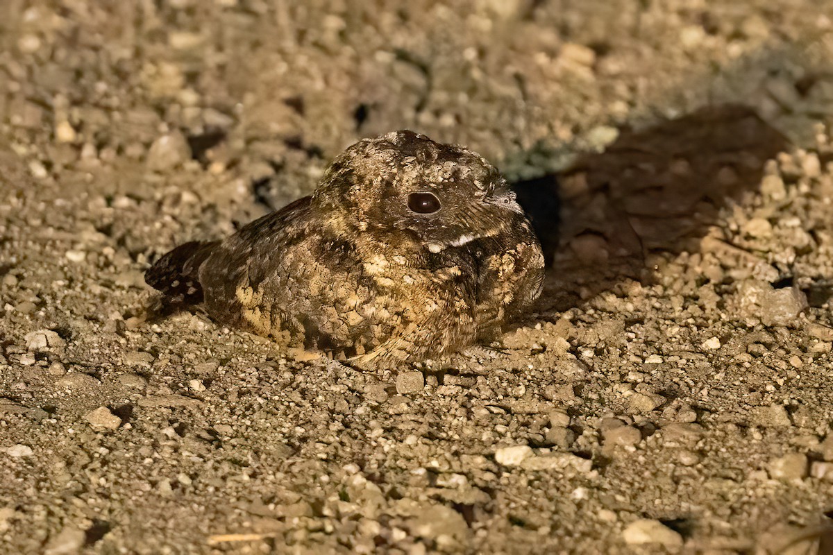 Common Poorwill - ML646816626