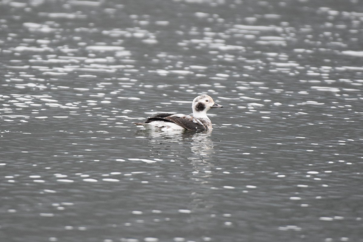 Eisente - ML646816628