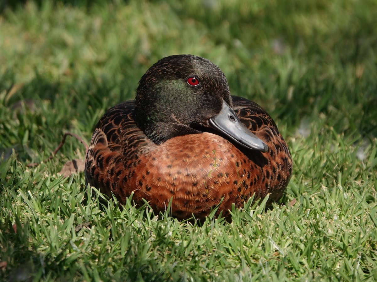 Chestnut Teal - ML646816629