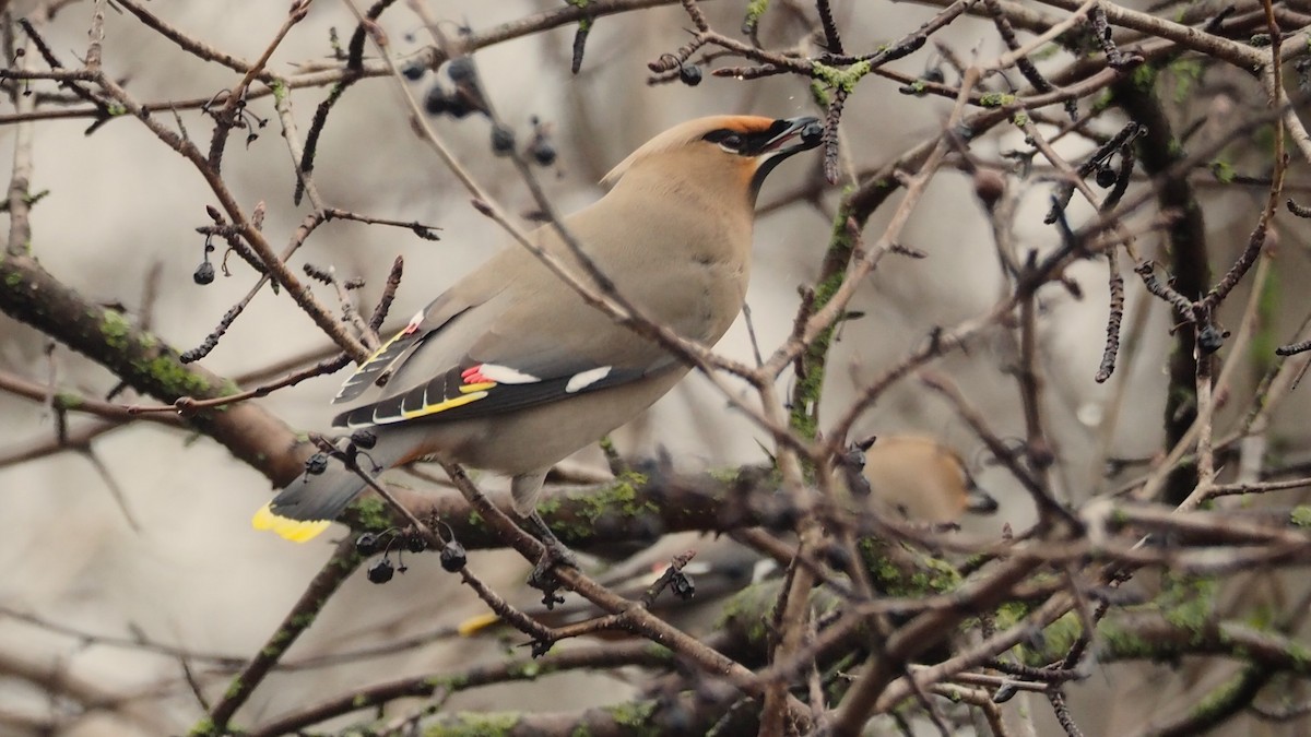 Bohemian Waxwing - ML646816630