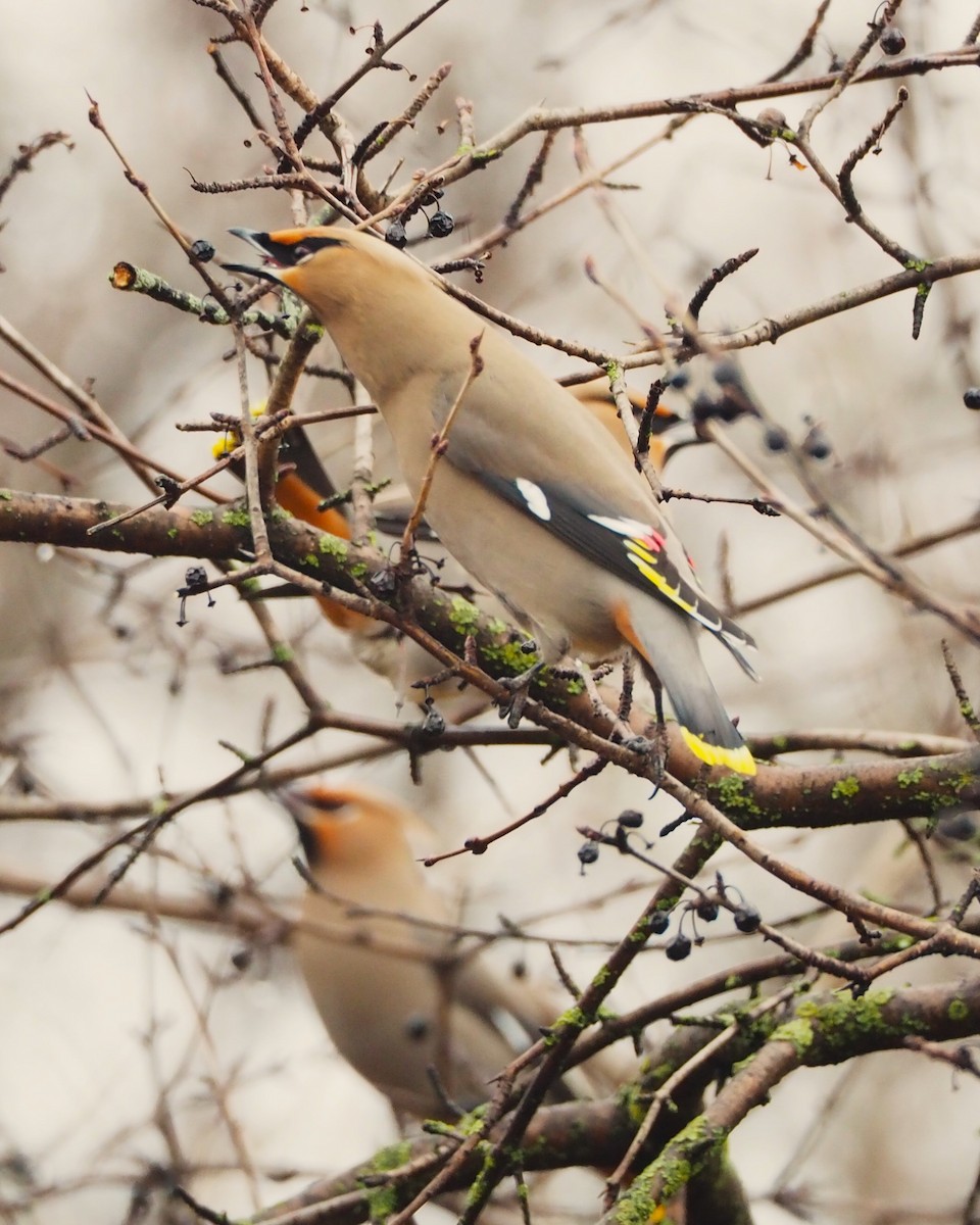 Bohemian Waxwing - ML646816631