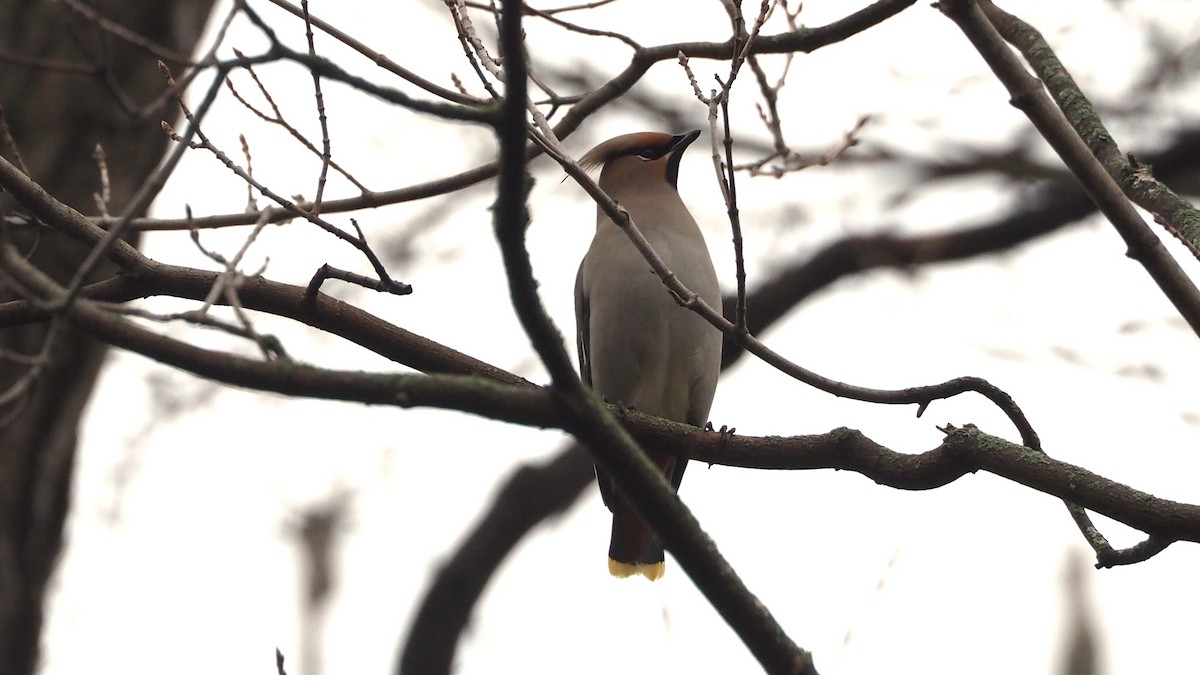 Bohemian Waxwing - ML646816632