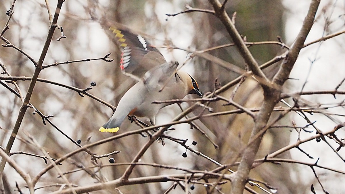 Bohemian Waxwing - ML646816633