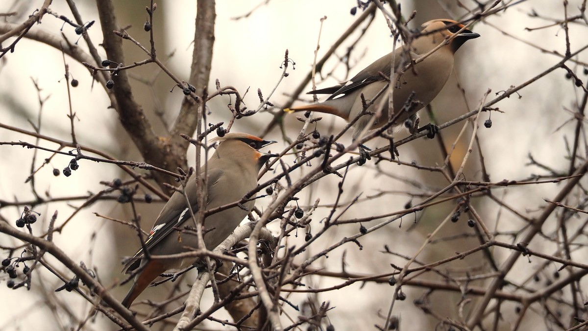 Bohemian Waxwing - ML646816634
