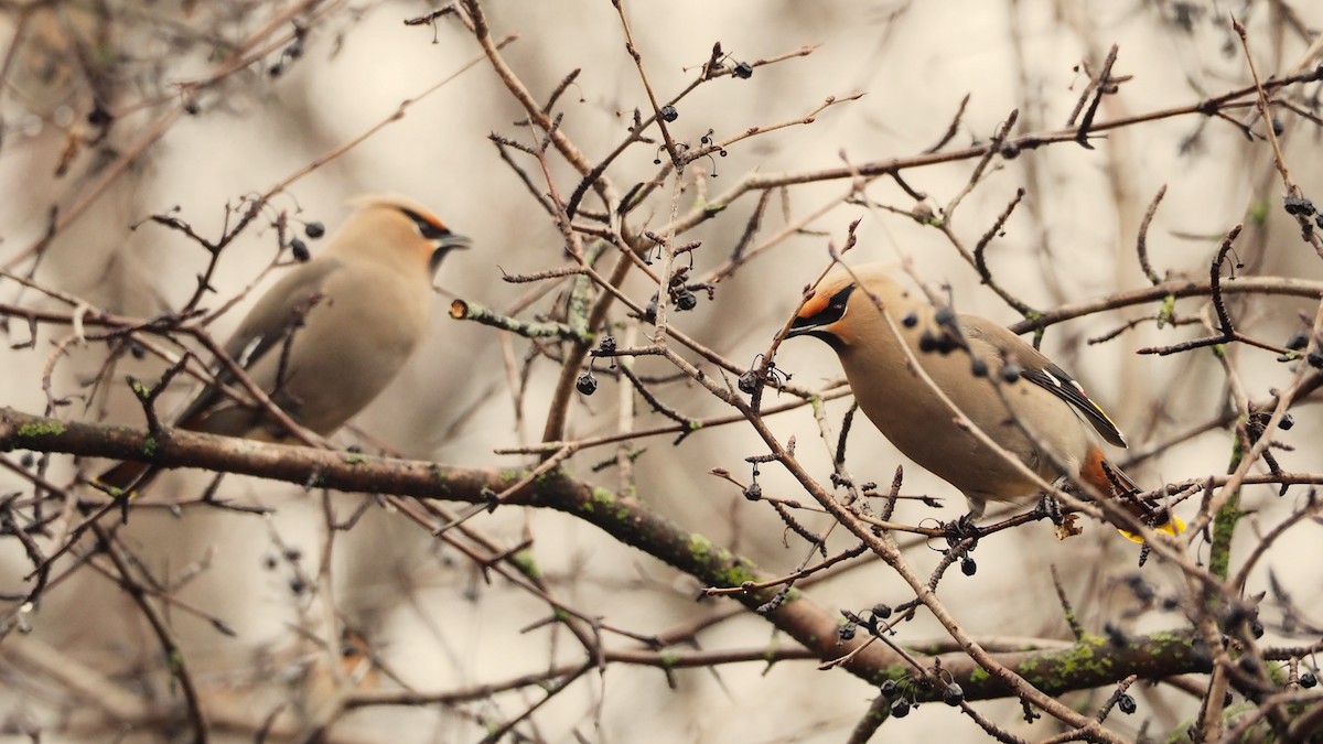Bohemian Waxwing - ML646816635