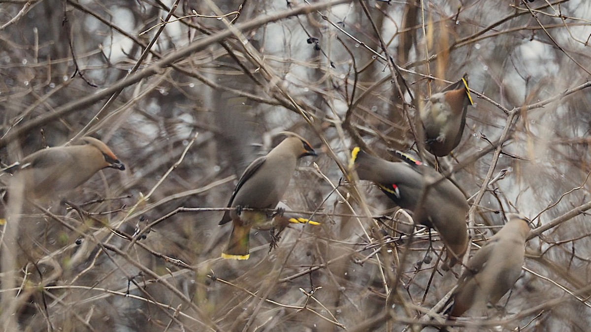 Bohemian Waxwing - ML646816636