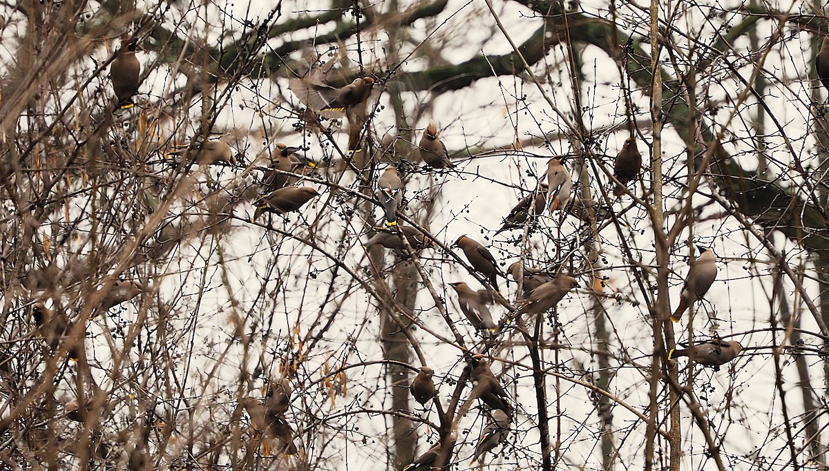 Bohemian Waxwing - ML646816637