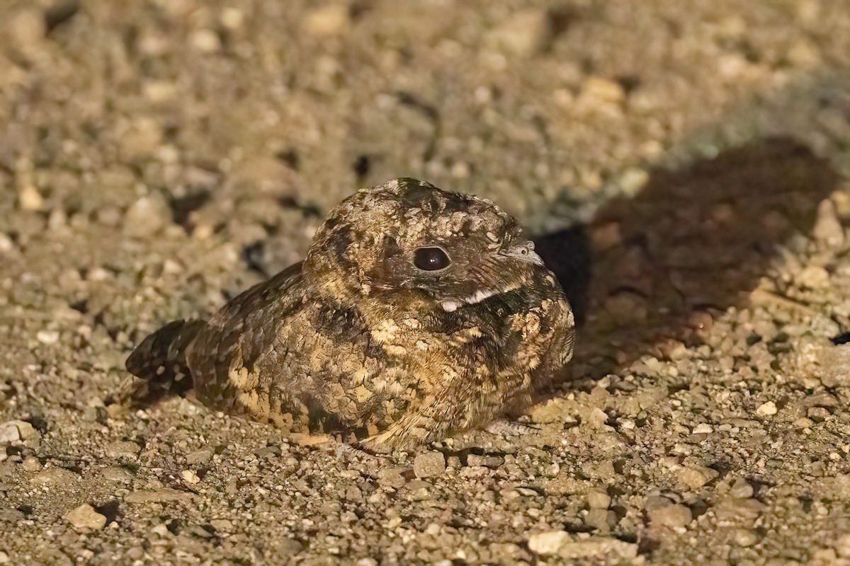 Common Poorwill - ML646816639