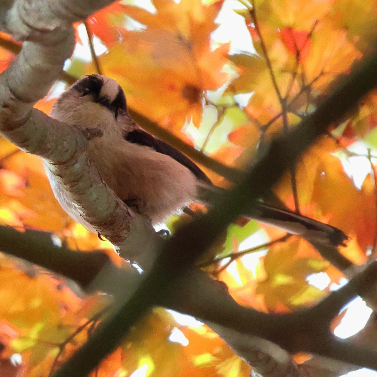 Синиця довгохвоста - ML646816640