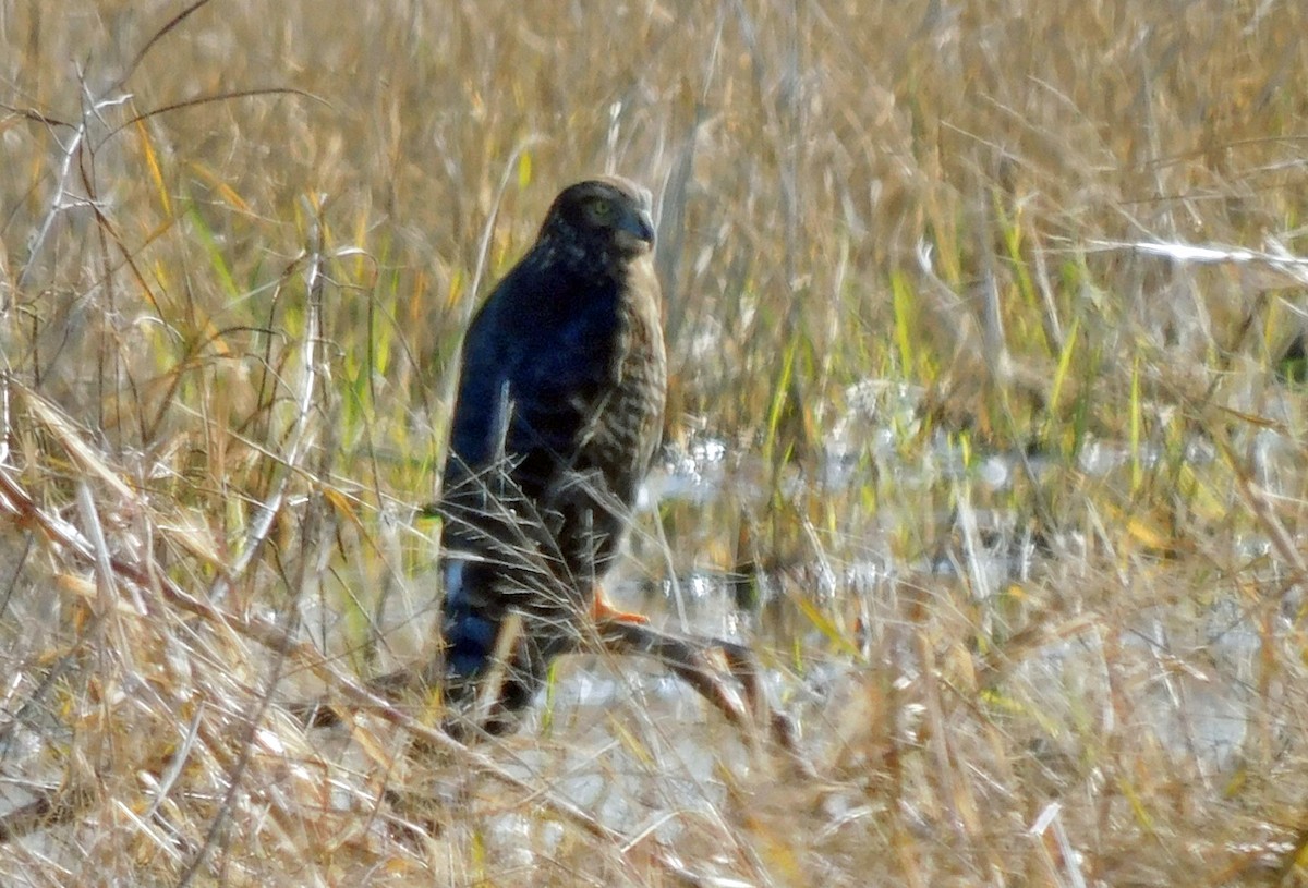 Лунь американський - ML646816643