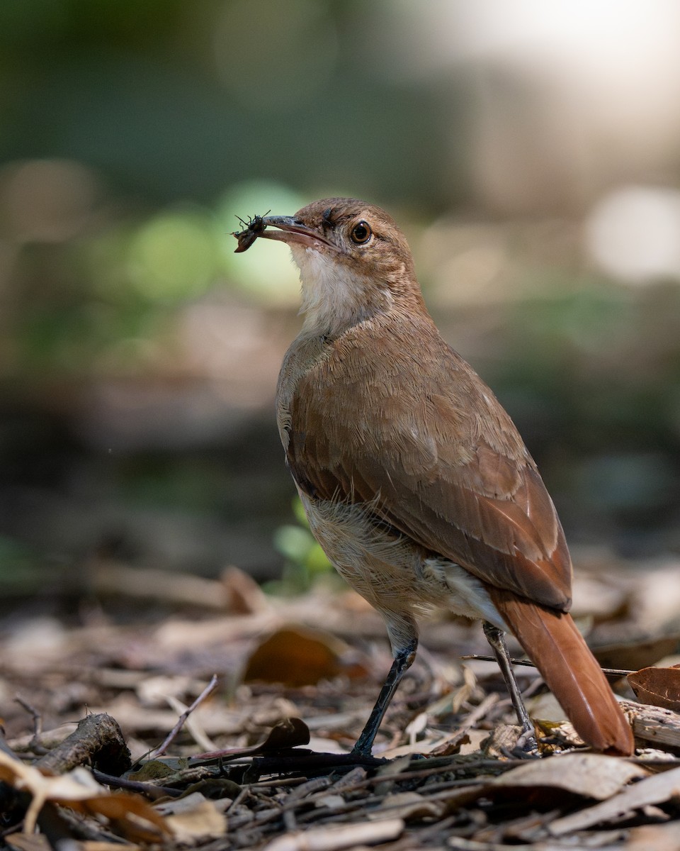 Рыжий печник - ML646816646