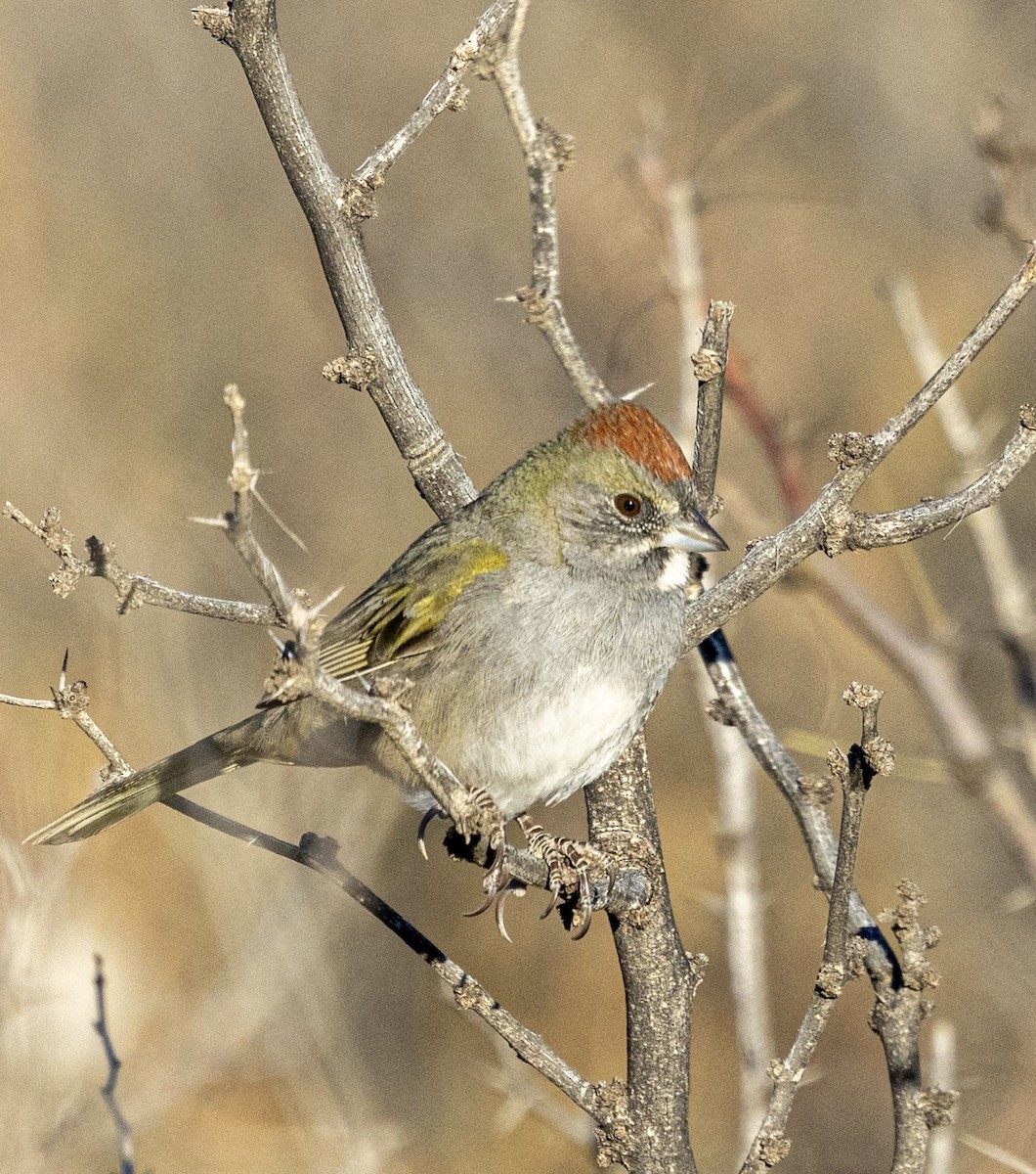 Yeşil Kuyruklu Tovi - ML646816648