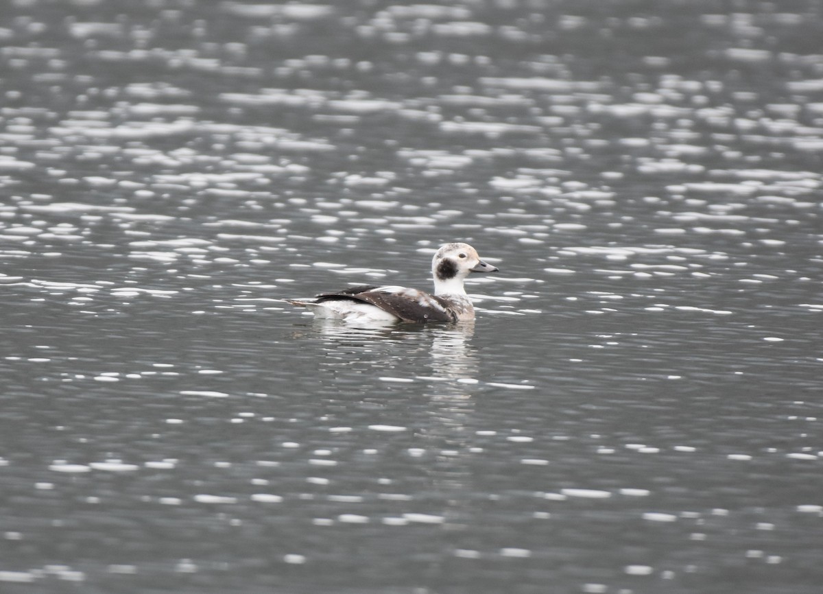 Eisente - ML646816649