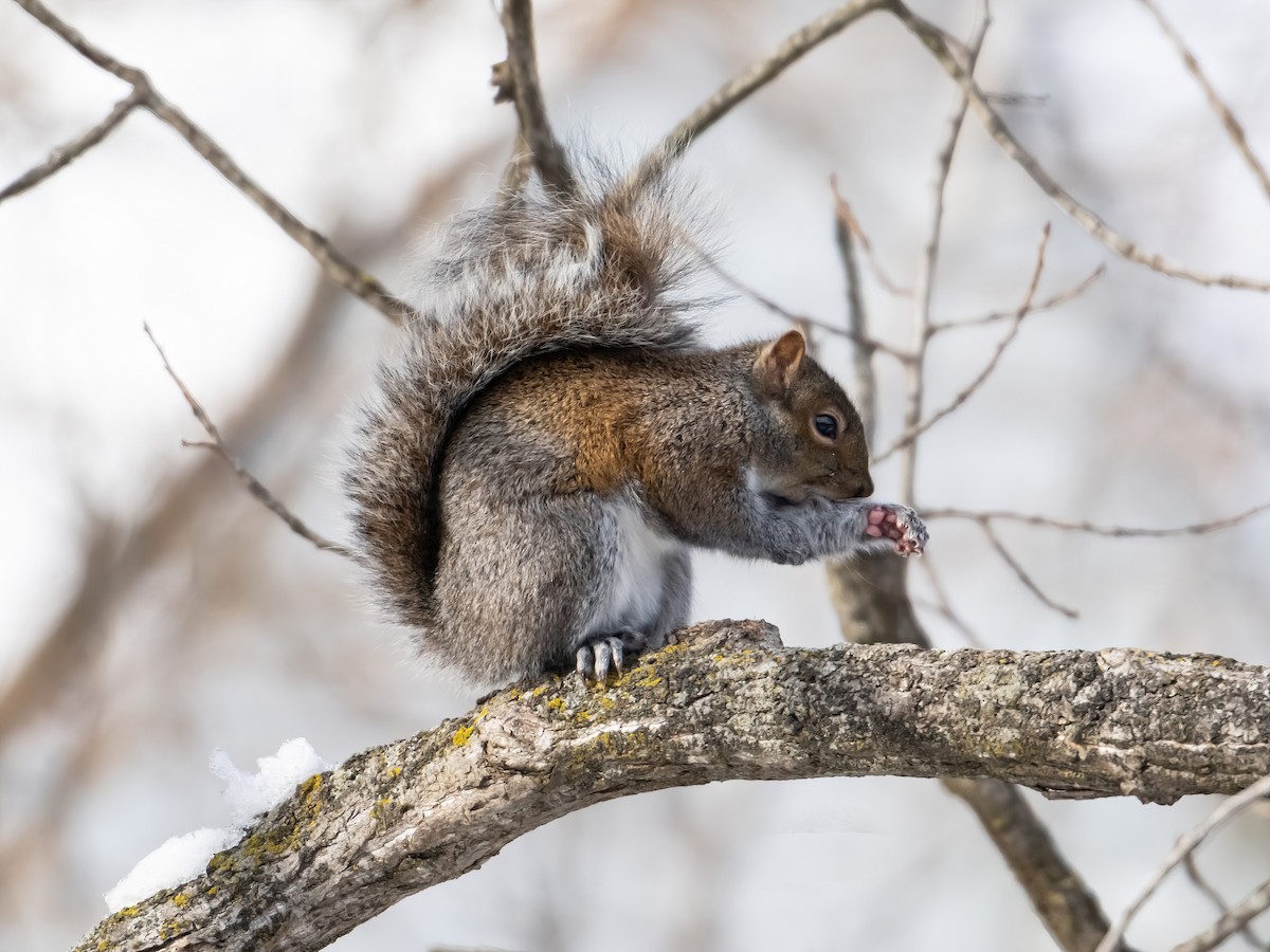 Animales - ML646816654