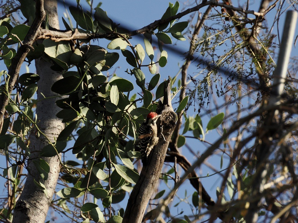 Ladder-backed Woodpecker - ML646816656