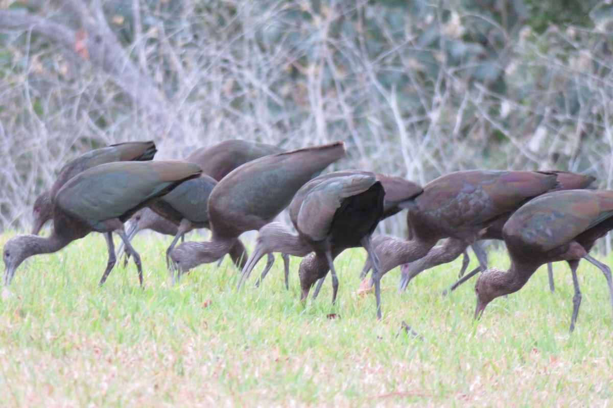 White-faced Ibis - ML646816659