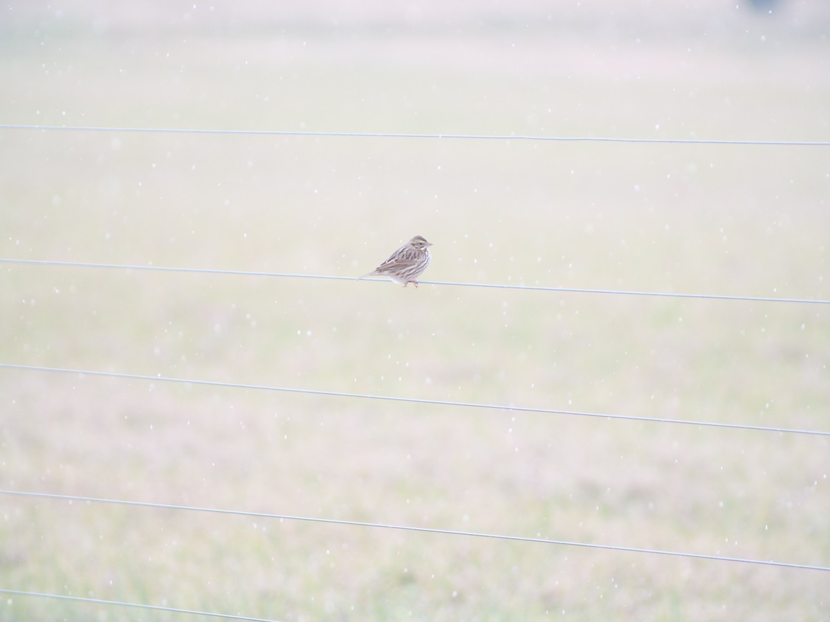 Savannah Sparrow - ML646816660
