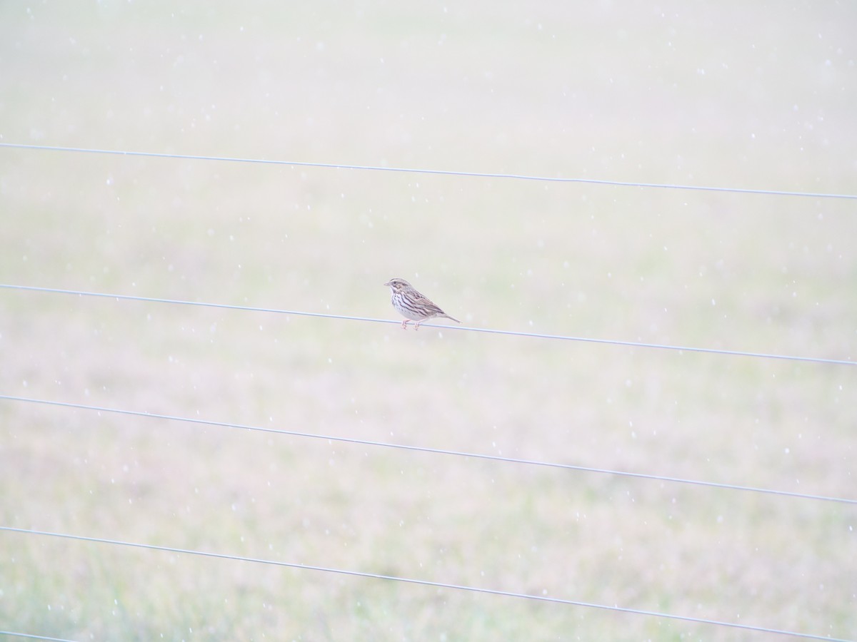 Savannah Sparrow - ML646816661