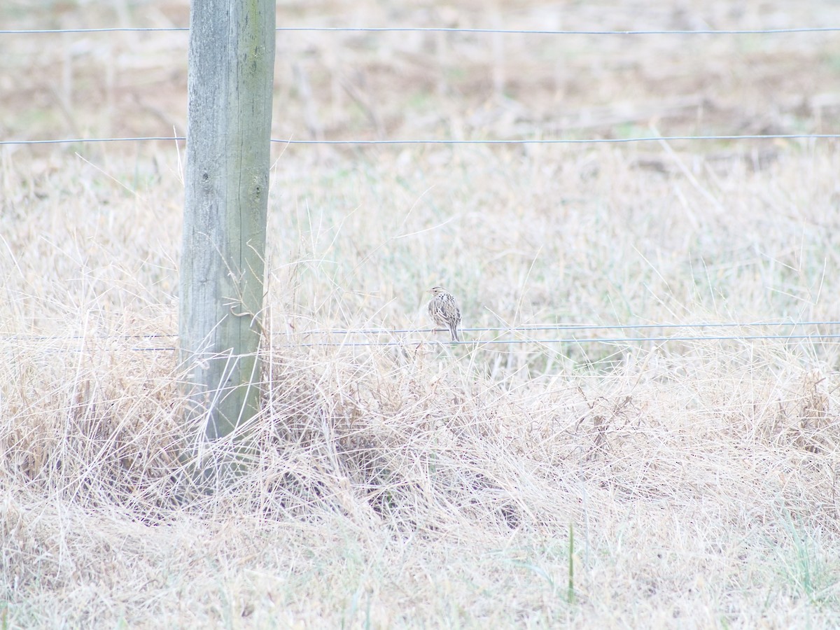 Savannah Sparrow - ML646816662