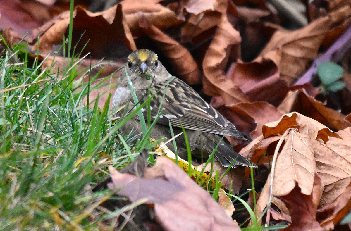 Golden-crowned Sparrow - ML646816663