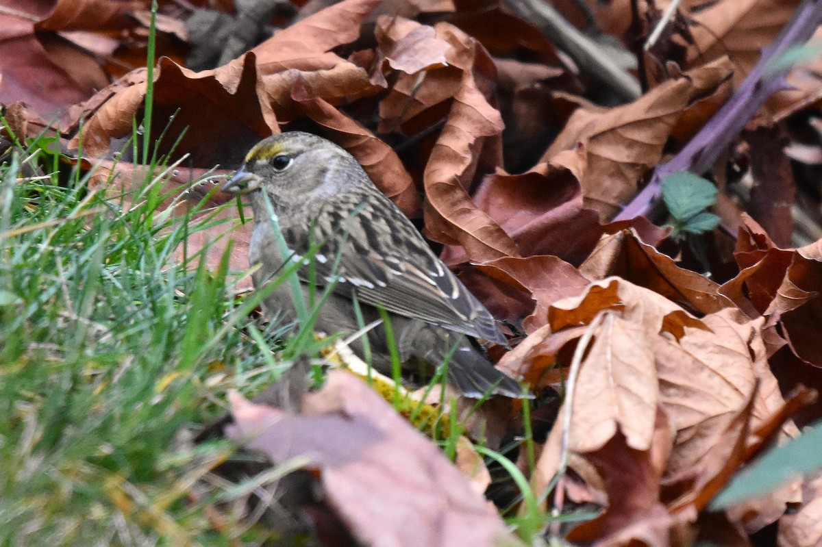 Golden-crowned Sparrow - ML646816664