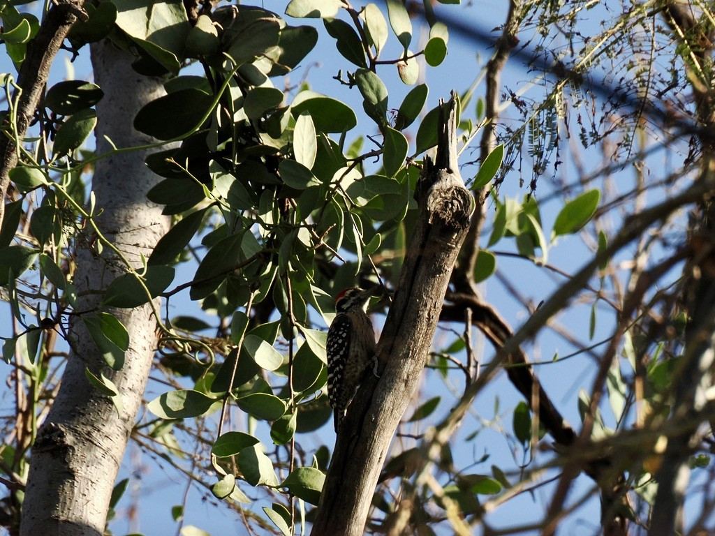 Ladder-backed Woodpecker - ML646816666