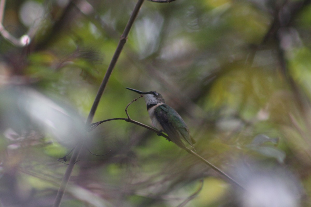 Ruby-throated Hummingbird - ML646816667