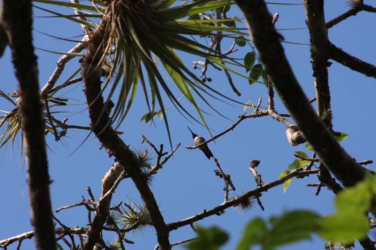 Ruby-throated Hummingbird - ML646816668