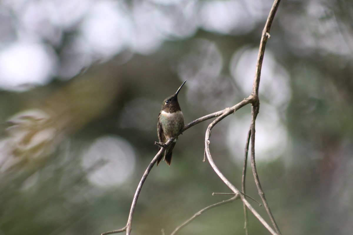 Ruby-throated Hummingbird - ML646816669
