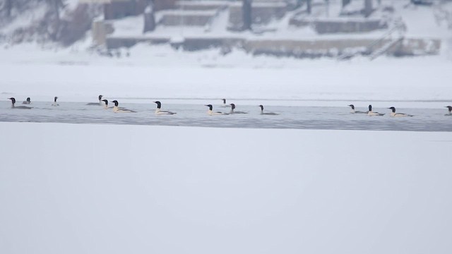 Smergo maggiore - ML646816670