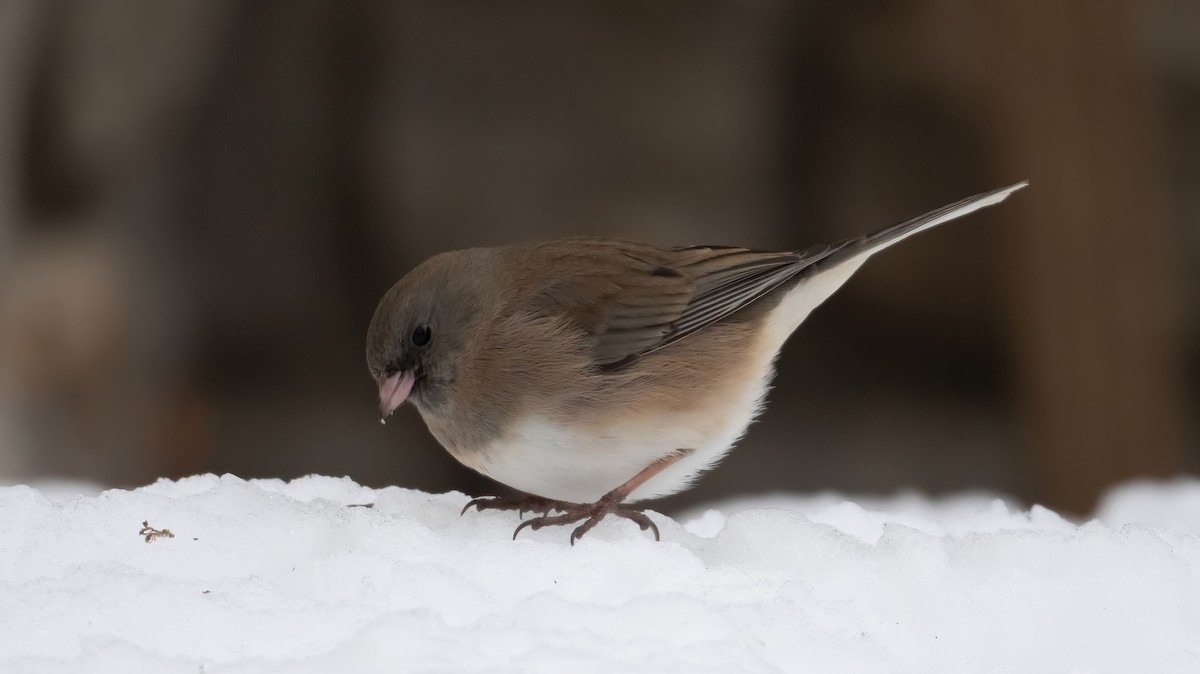 Junco Ojioscuro - ML646816671