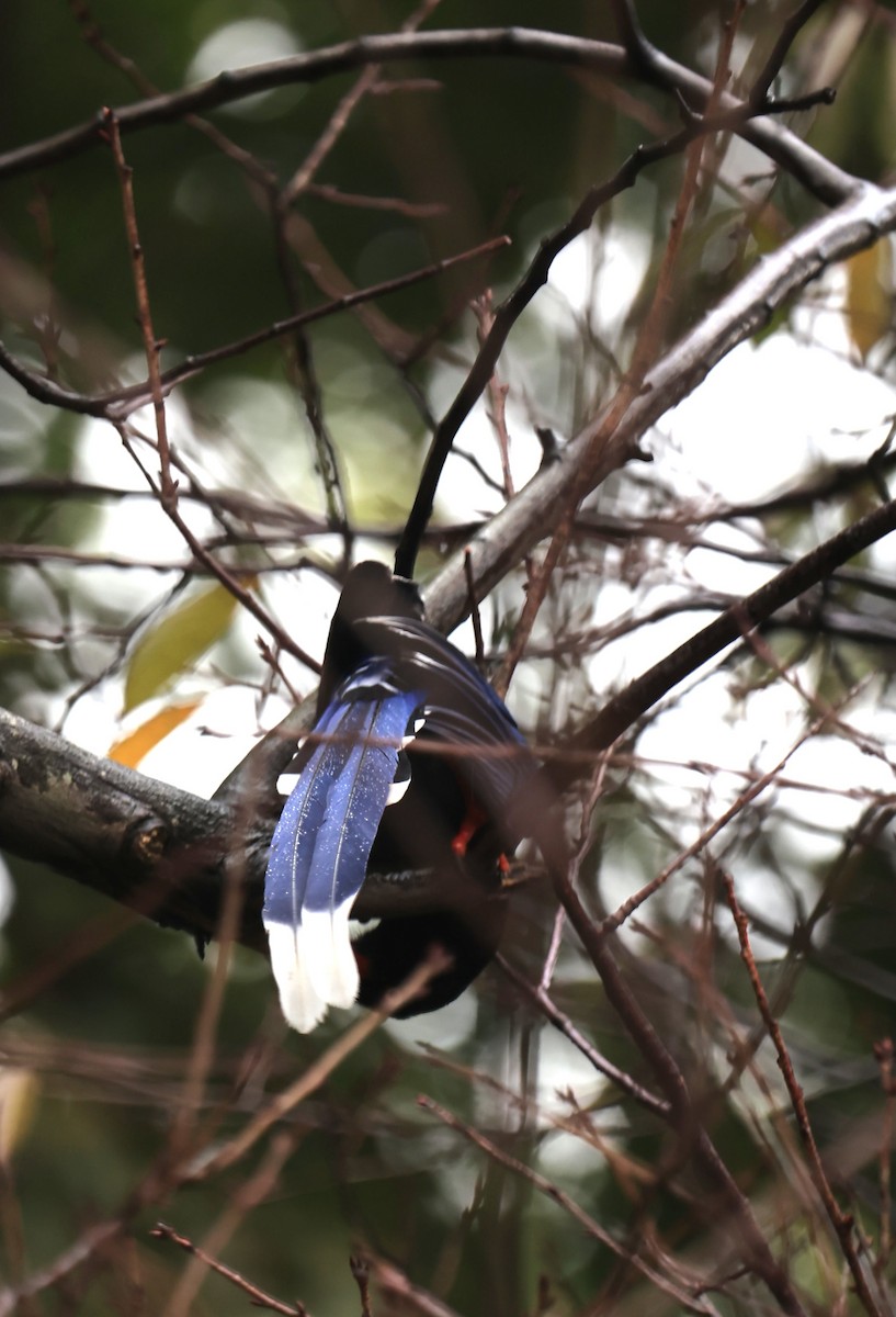 Taiwan Blue-Magpie - ML646816672