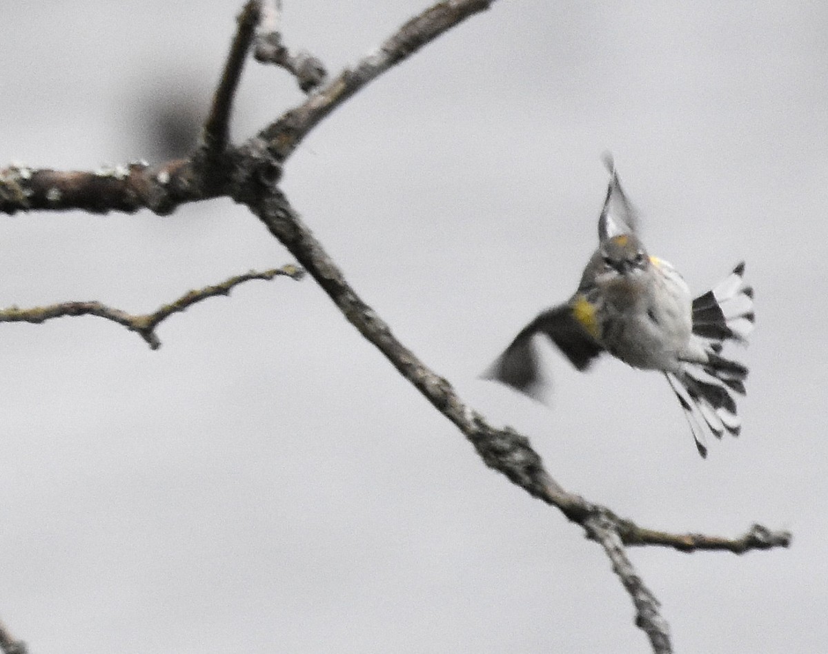 Yellow-rumped Warbler - ML646816674