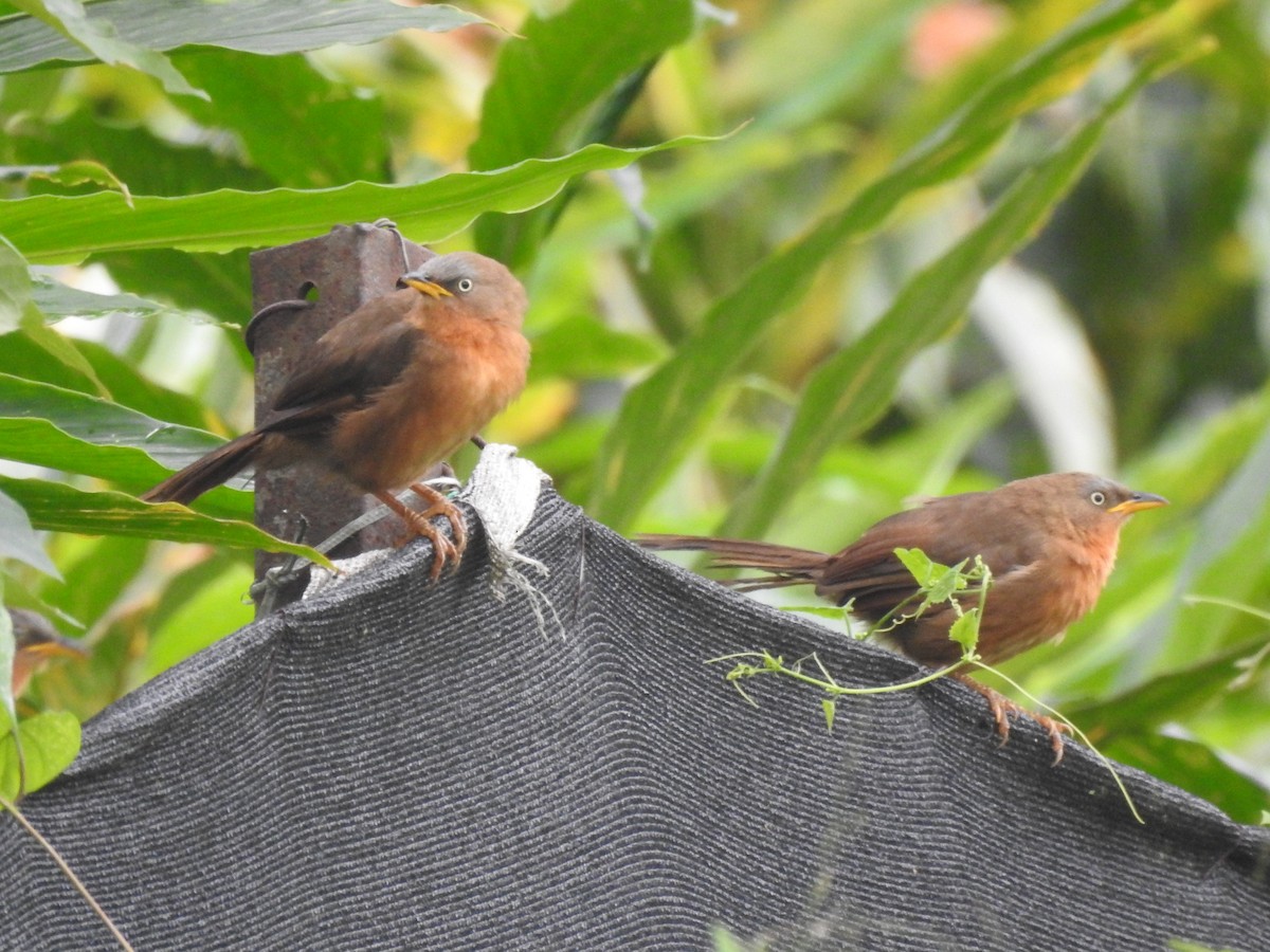 Kalapitari papargorria - ML646816676