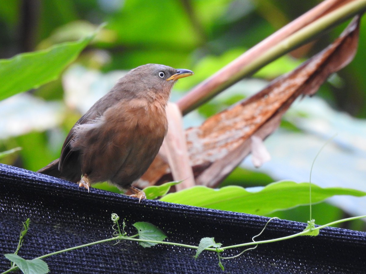 Kalapitari papargorria - ML646816677