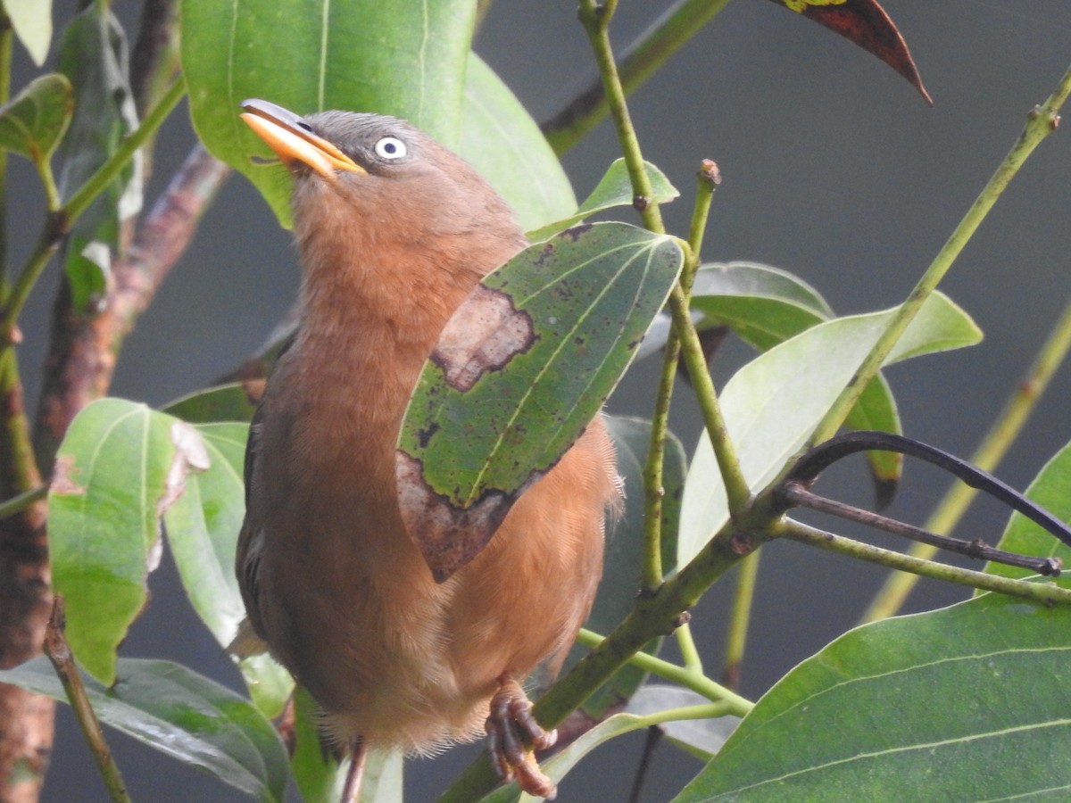 Kalapitari papargorria - ML646816678