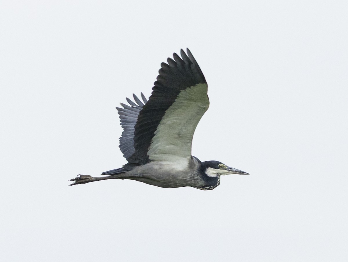 Héron mélanocéphale - ML646816679