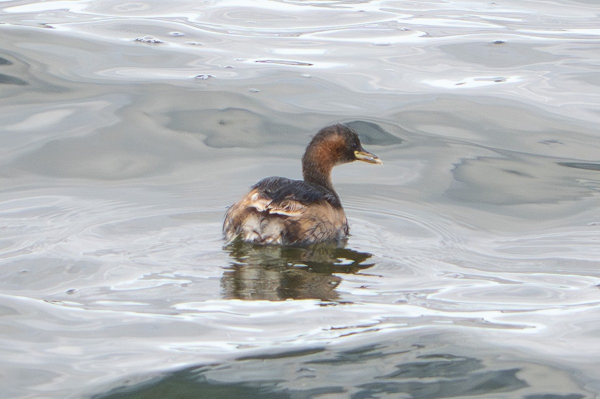 Little Grebe - ML646816680