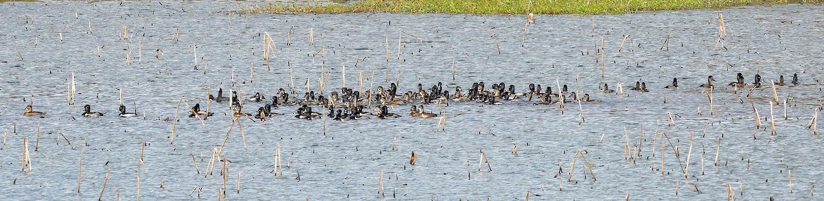 Ring-necked Duck - ML646816683