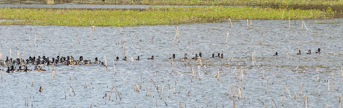 Ring-necked Duck - ML646816684