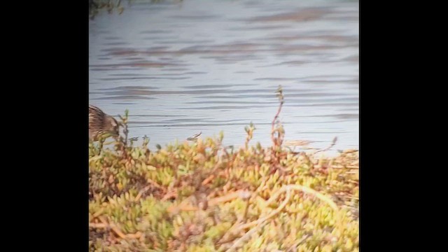 Sharp-tailed Sandpiper - ML646816697
