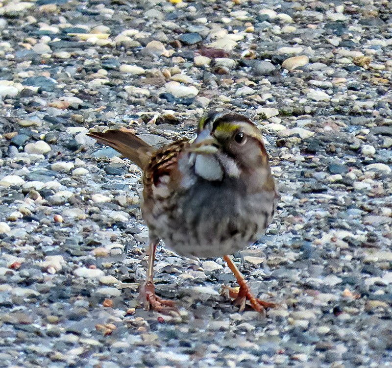 Белогорлая зонотрихия - ML646816698